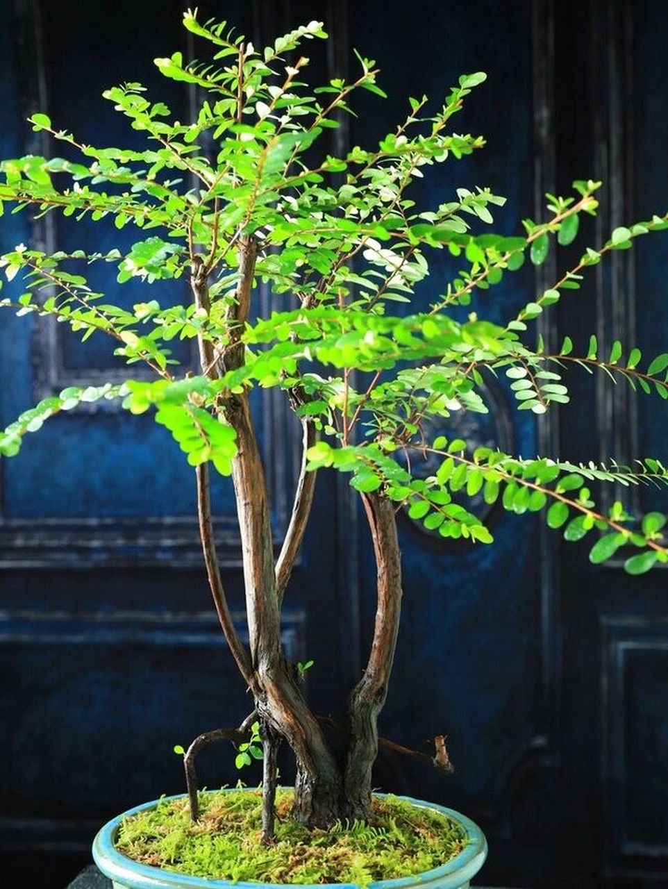 苍劲的山格木,它的叶子略带秀丽 苍劲的山格木,它的叶子略带秀丽.