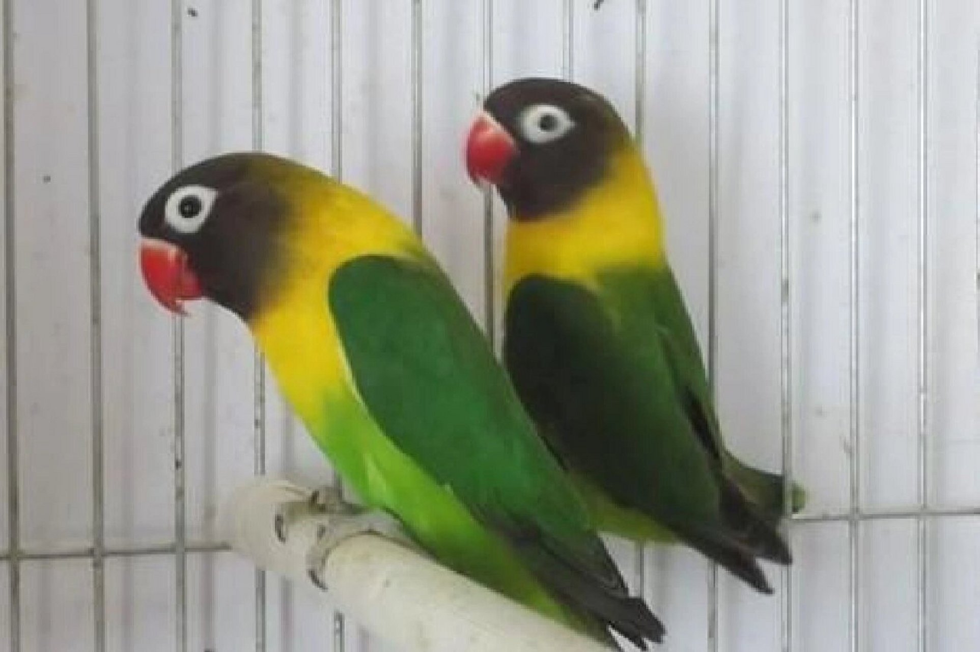 头类牡丹鹦鹉品种科普(2) 6.