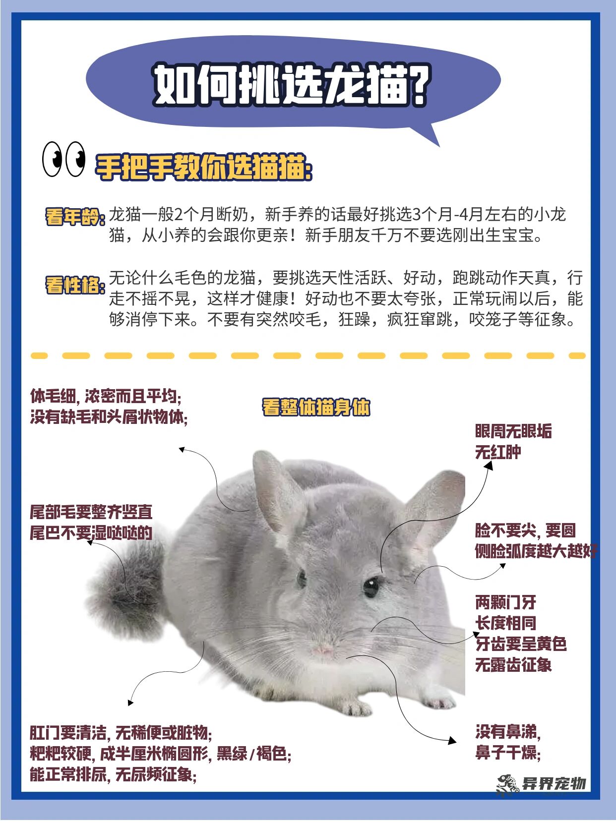 龙猫品相图解图片