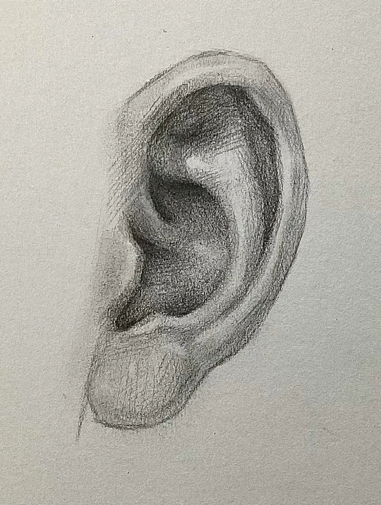 素描耳朵的保姆级教程!一学就会