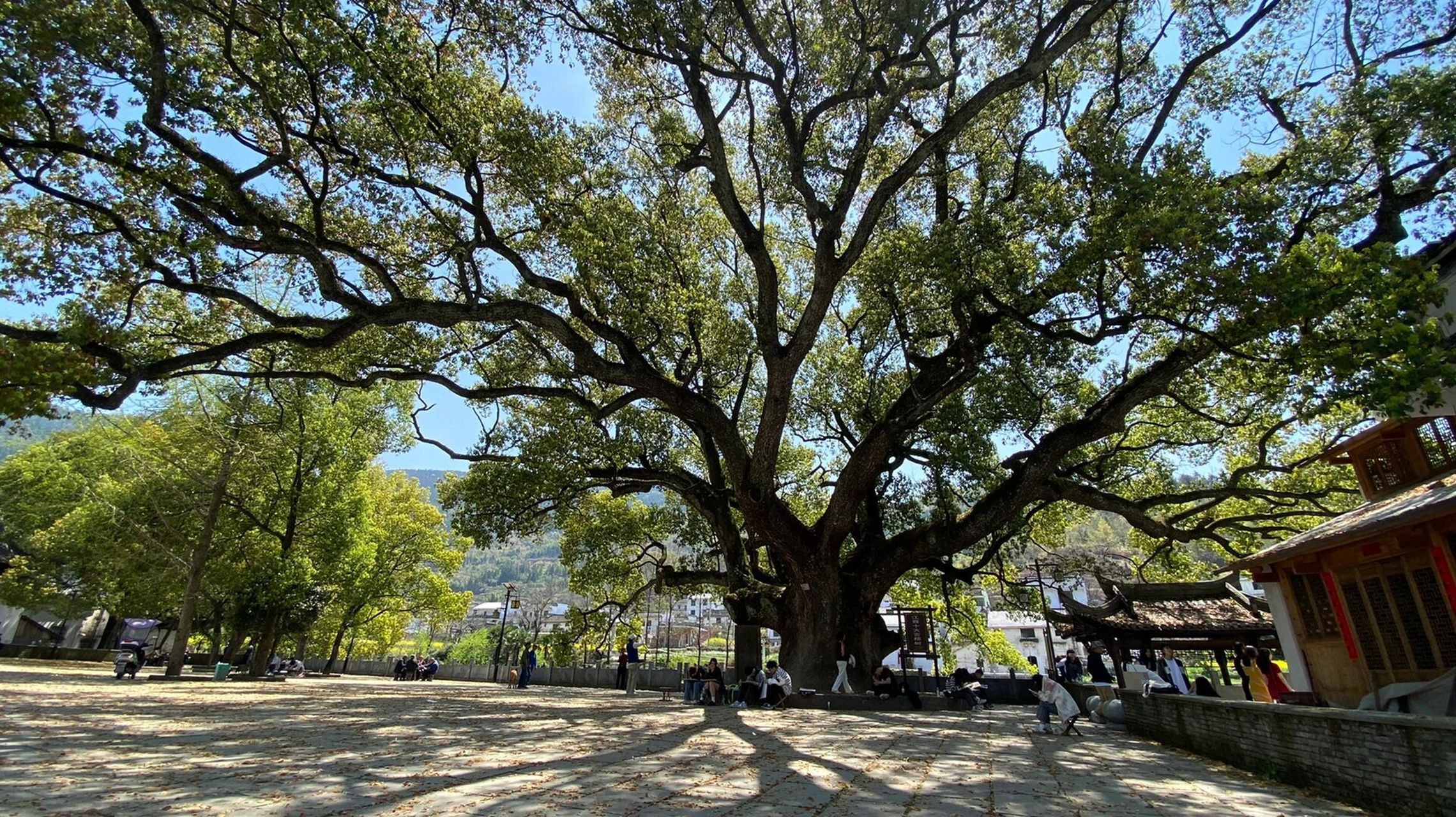 水彩|33/180 边走边画～婺源虹关村大樟树 江西十大古樟树 	 纸本