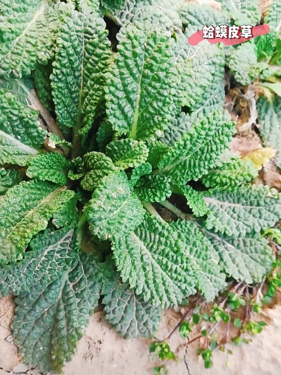 植物蛤蟆皮的药用价值图片