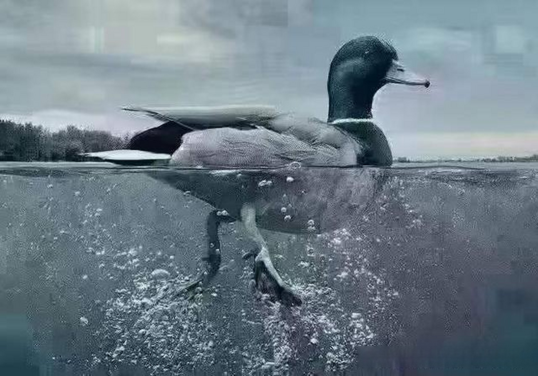 有一个"鸭子定律" 看着鸭子轻松无忧的在水面游荡 其实下面的两只双脚