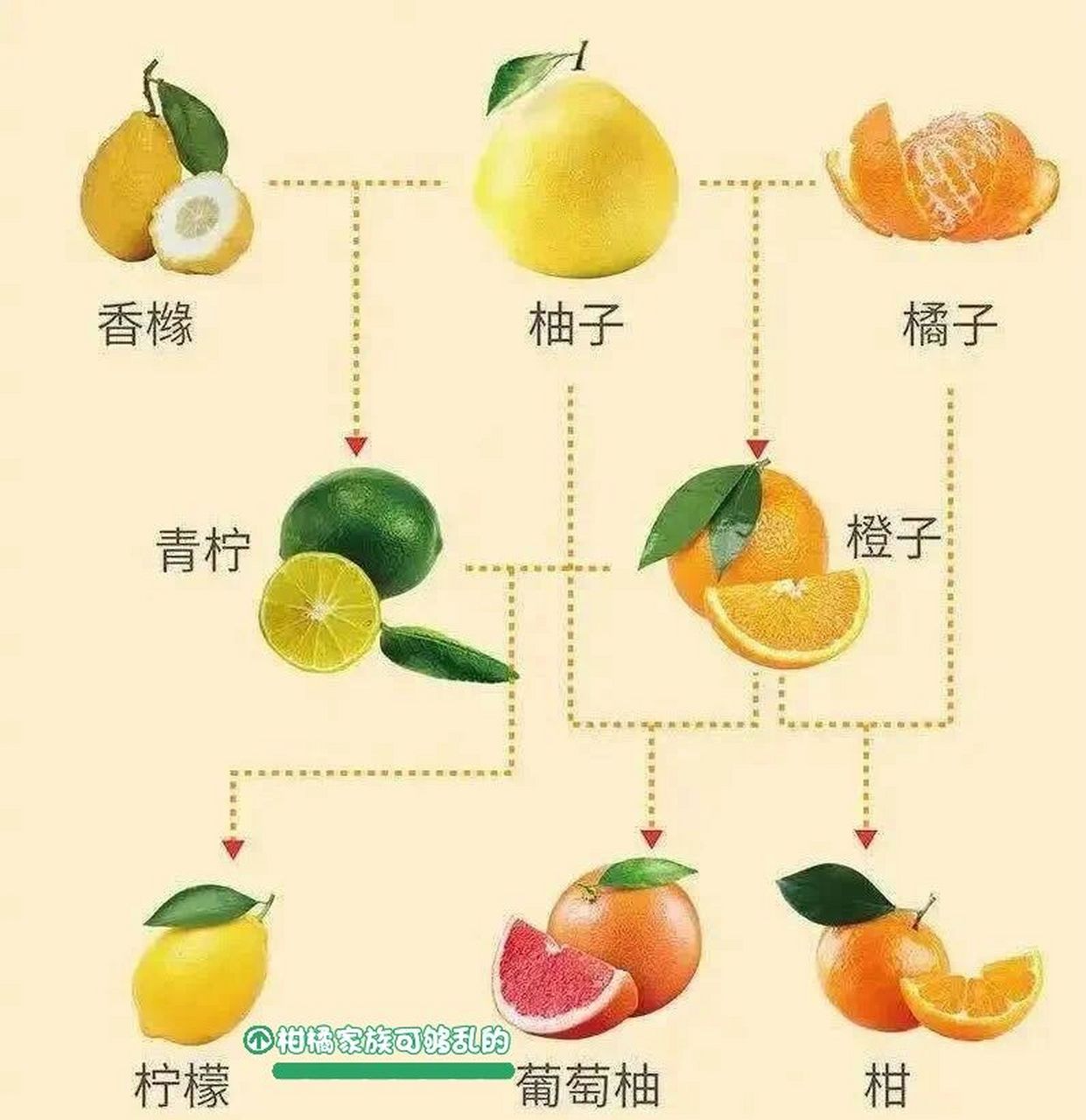 元老是香橼,橘子和柚子,它们之间相互杂交,这才有了其他的柑橘水果