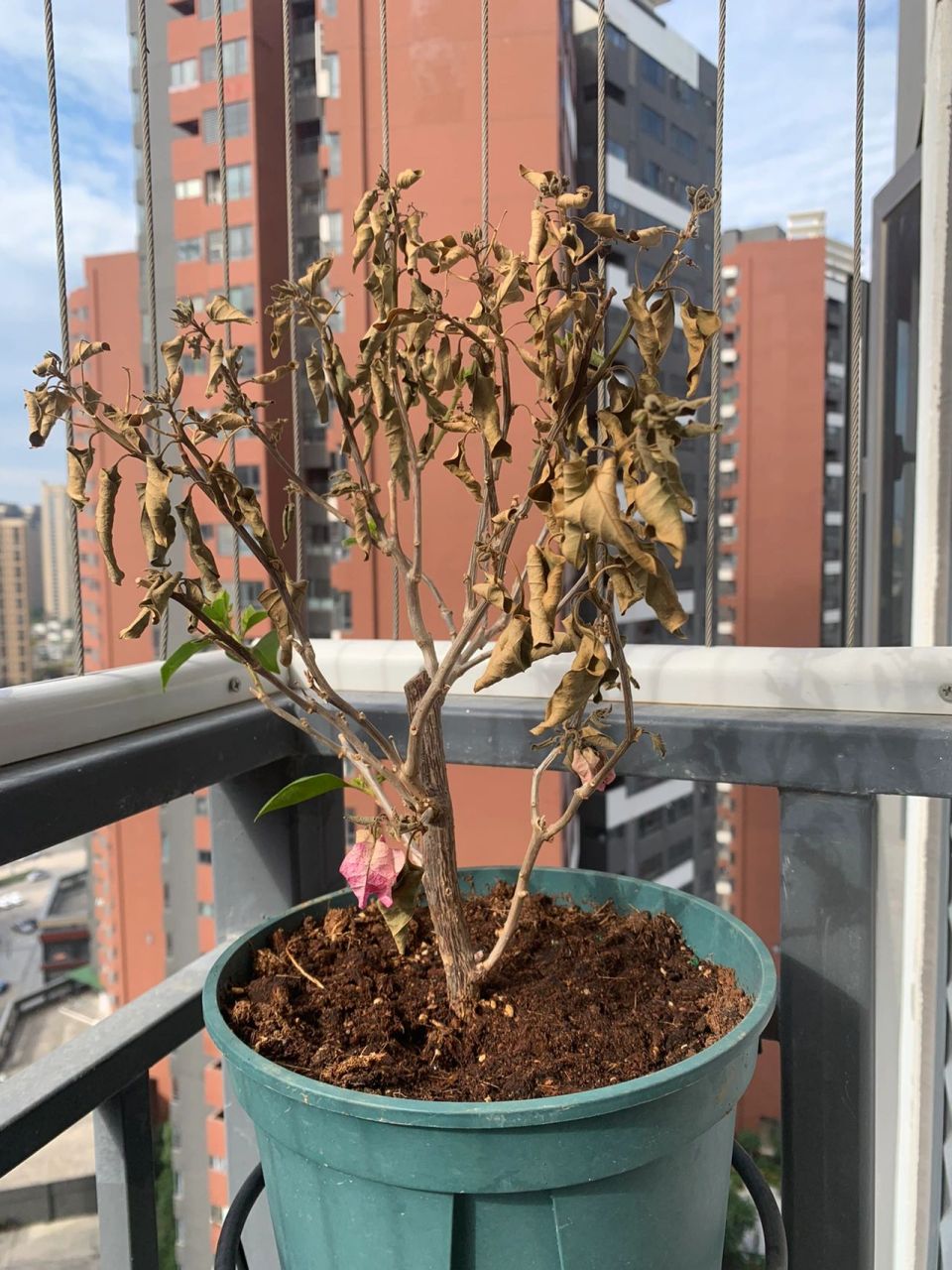 三角梅更盆施肥后干枯了……花友救救我的梅 花友们,帮忙看看我的