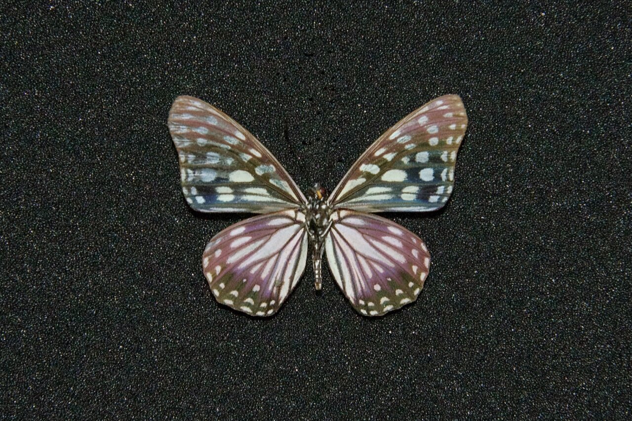 【apatura的标本收藏——拟斑脉蛱蝶】