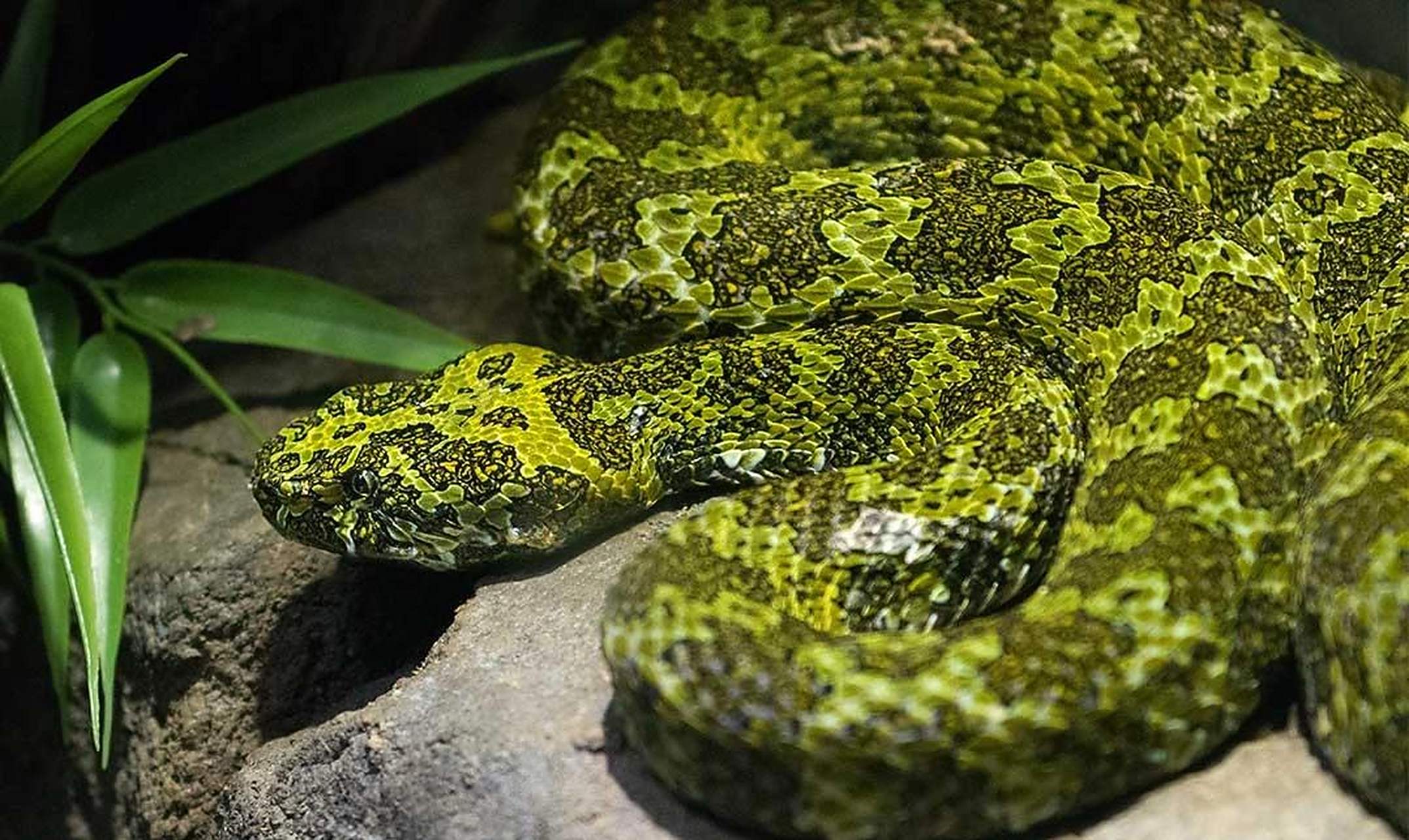 莽山烙铁头蛇mangshan pit viper mangshan pit viper (protobothrops