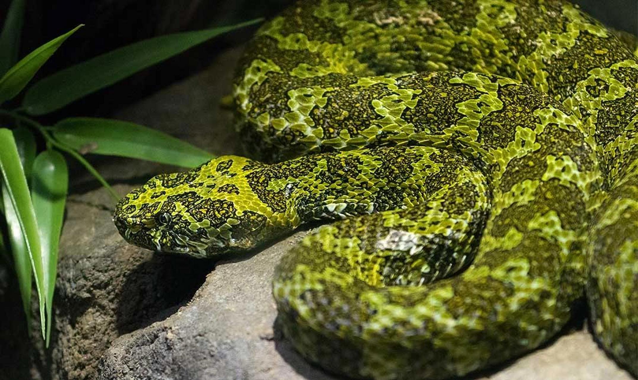 蛇(拉丁学名:protobothrops mangshanensis)是中国的特有的巨型毒蛇种