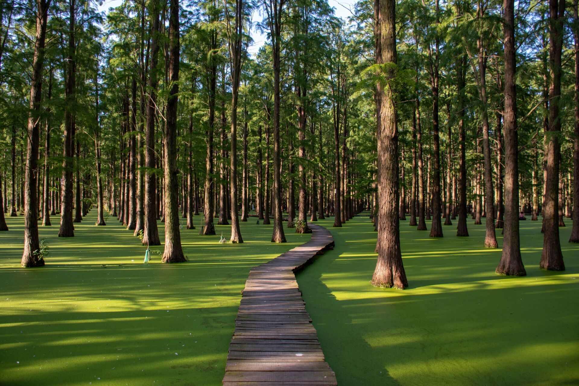 水上森林|渌洋湖公园 交通 渌洋湖公园位于扬州市江都区和高邮市的
