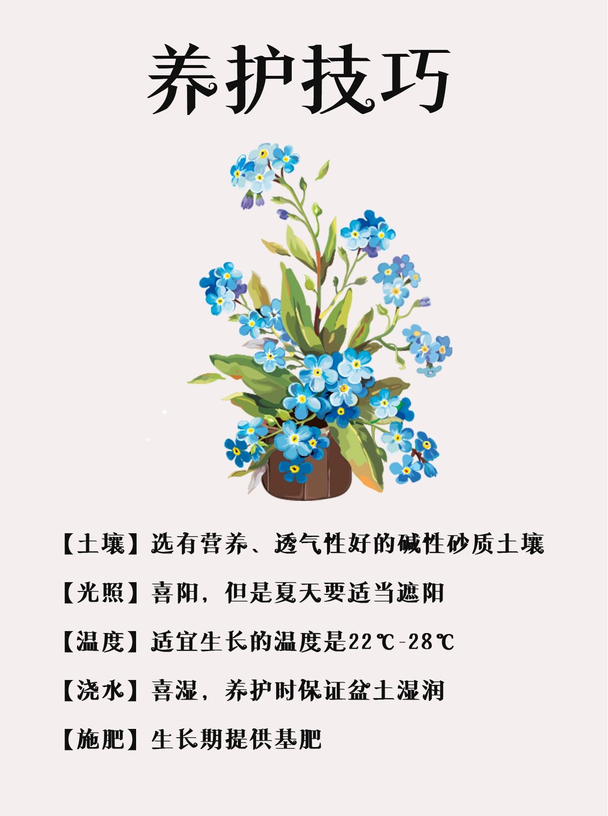 每天认识一种花 | 勿忘我94