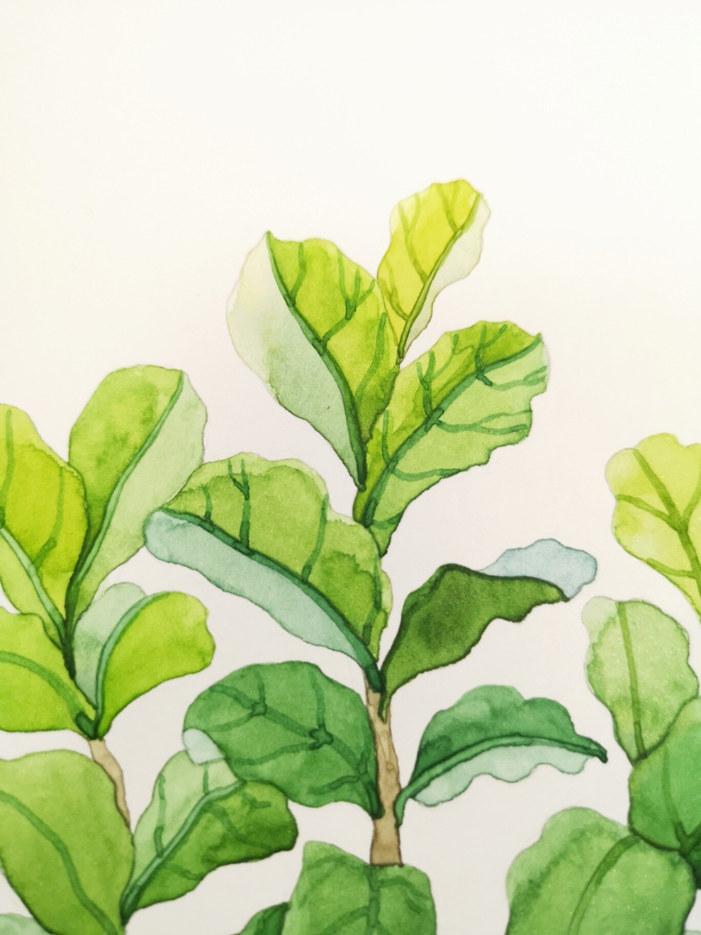 绿植琴叶榕 手绘水彩 过程 线稿