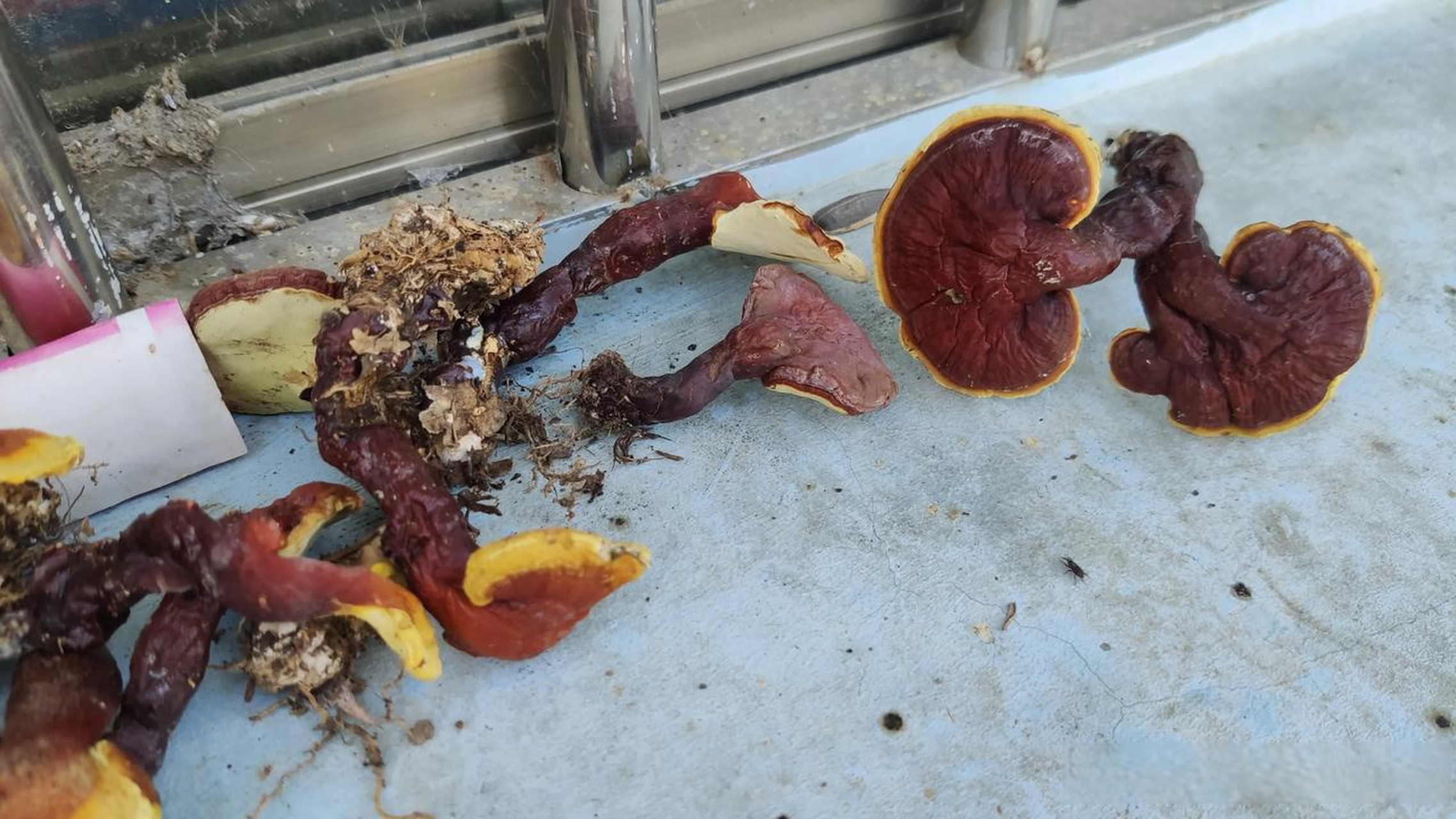 遵义·野生灵芝 听说背面发黑的才会更好, 图片这些是小灵芝, 小伙伴