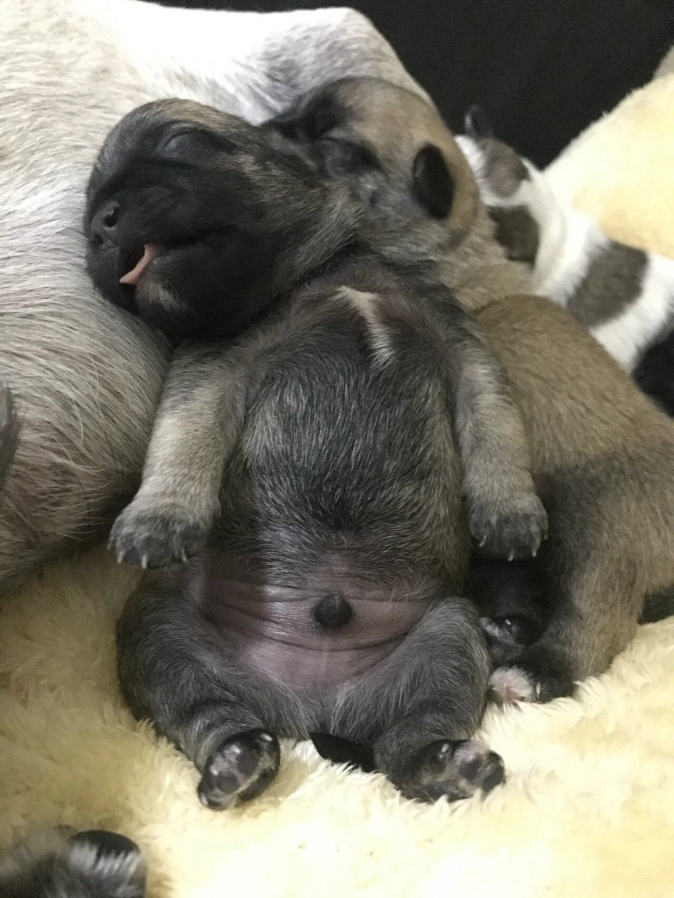 巴哥和泰迪的串串,出生一个月还挺好看的