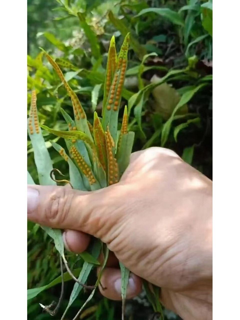 肾精茶:据《本草纲目》记载:"关东有茶,名曰肾精,汲取天地之灵气