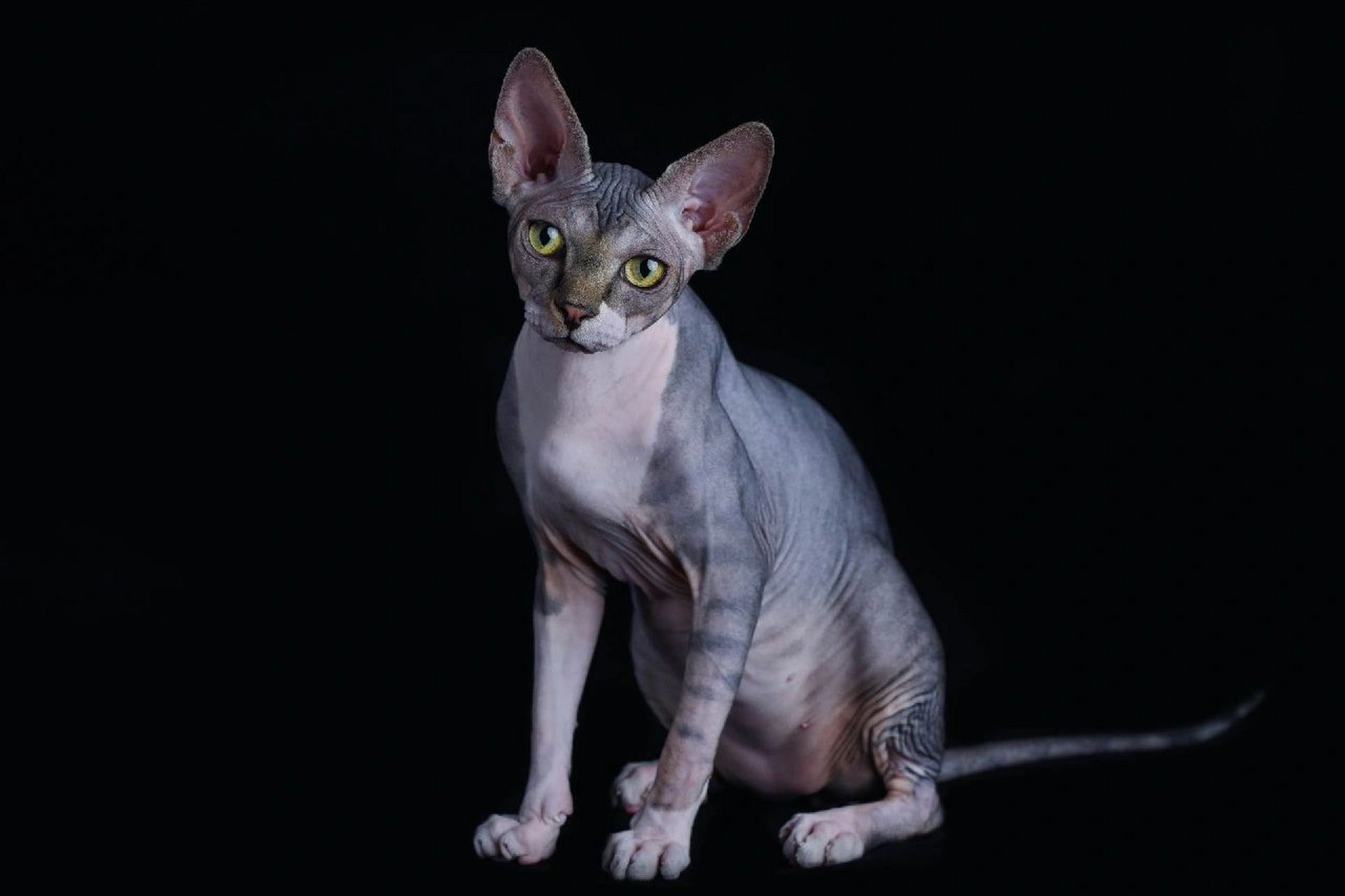 当之无愧的破坏神比鲁斯 无毛斯芬克斯猫  斯芬克斯无毛猫 近几年才