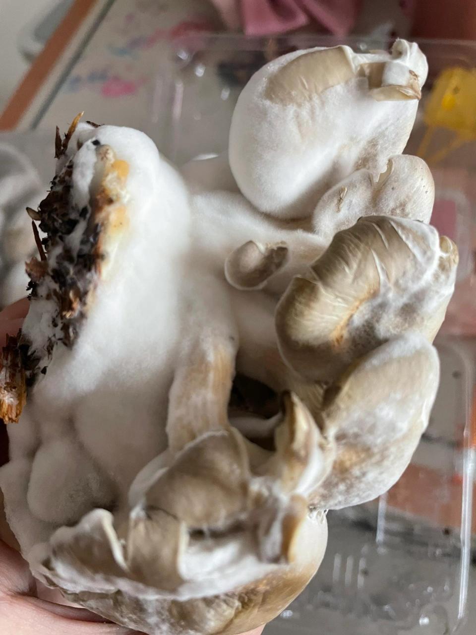 平菇放冰箱两天长了好多白毛 蘑菇在冰箱放着,今早突然发现上面长了