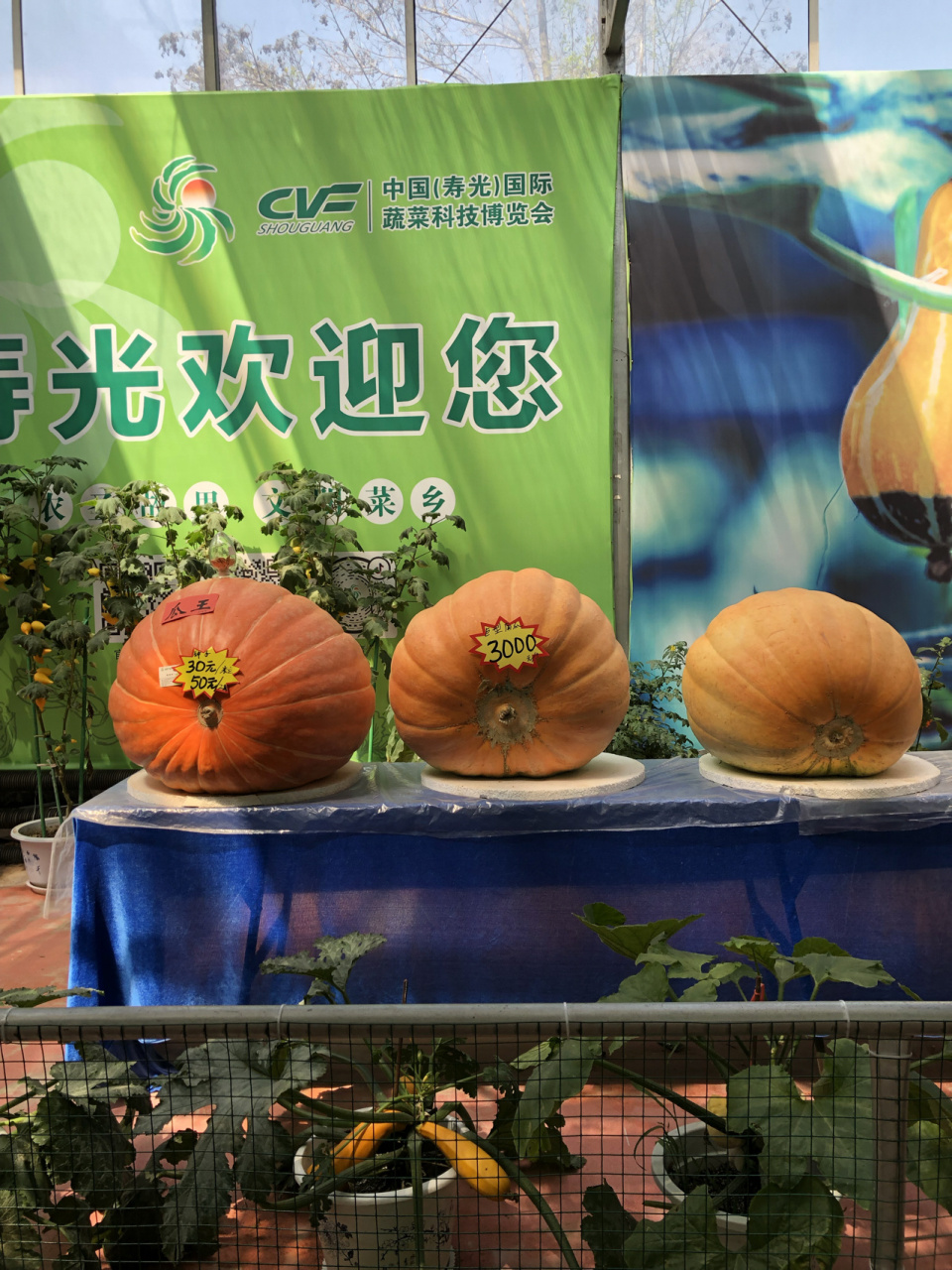 潍坊遛娃好地寿光蔬菜科技博览会(菜博会) 购票方式:只能通过微信搜索