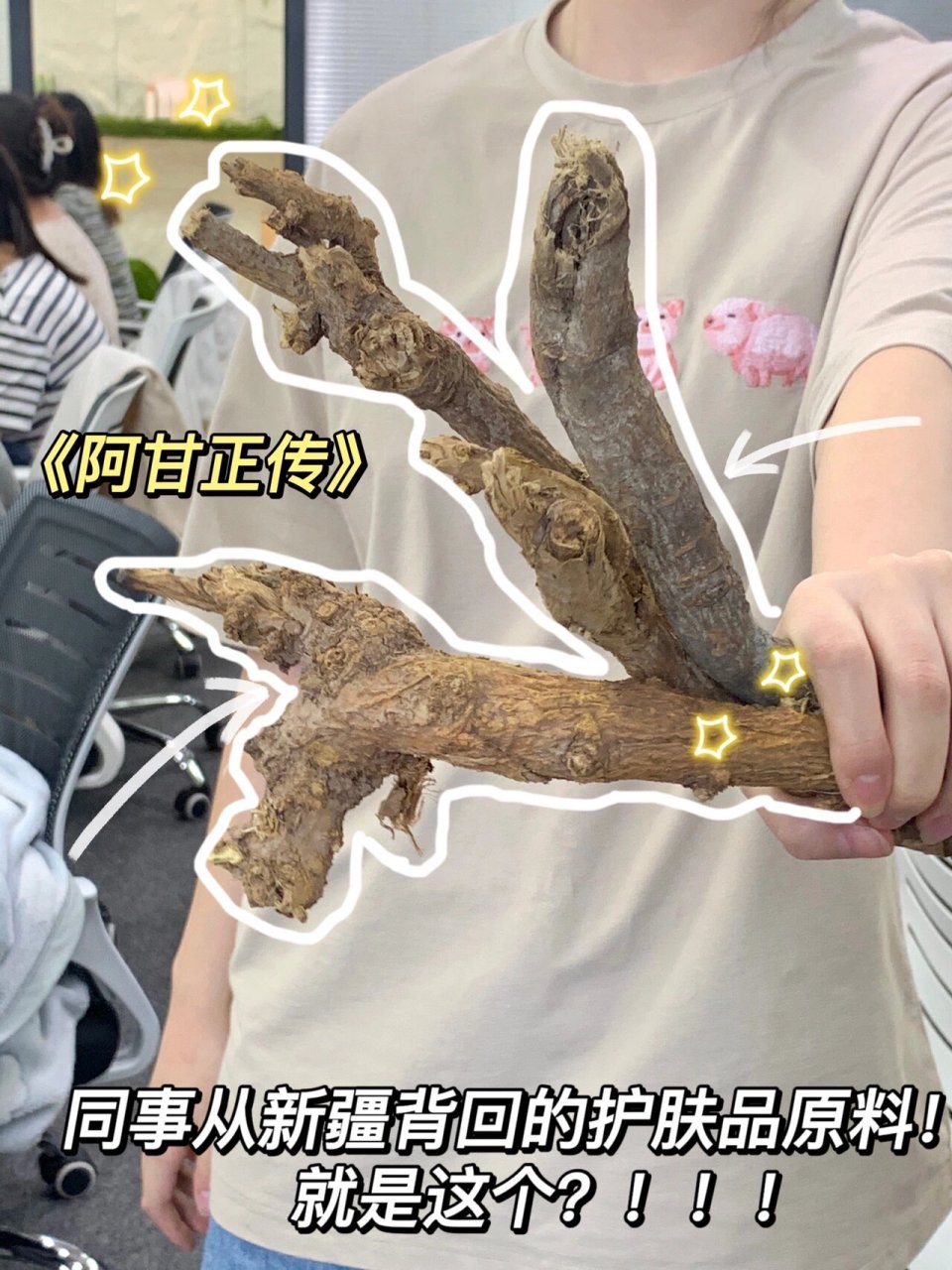 终于亲眼见到种植园的光果甘草根了! 你没听错!