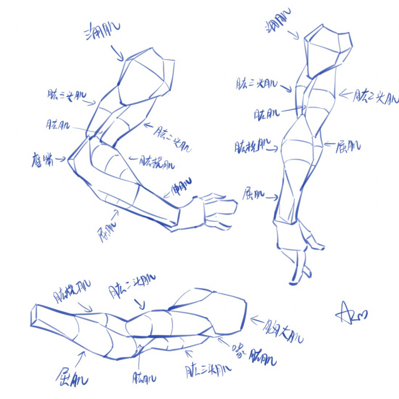 手臂的结构图片