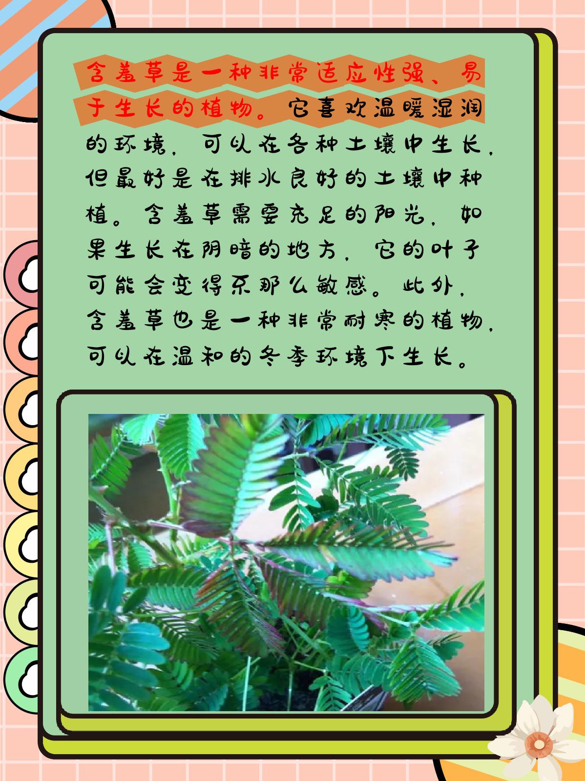含羞草有什么特点