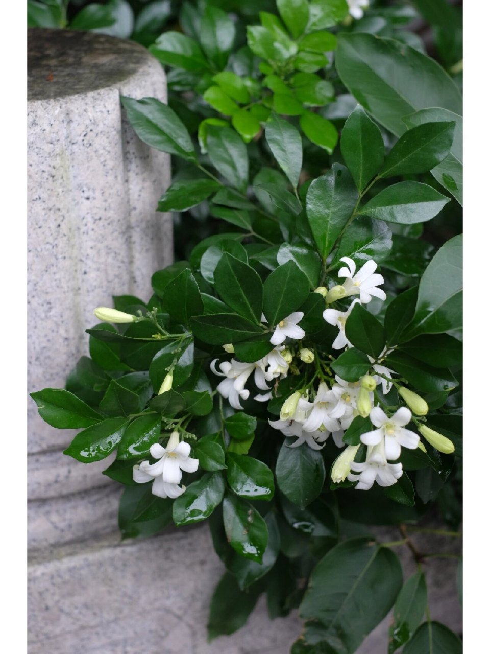 福州植物地圖 | 七里香 前天下雨,在停車場前見到一棵七里香,籬前綠樹