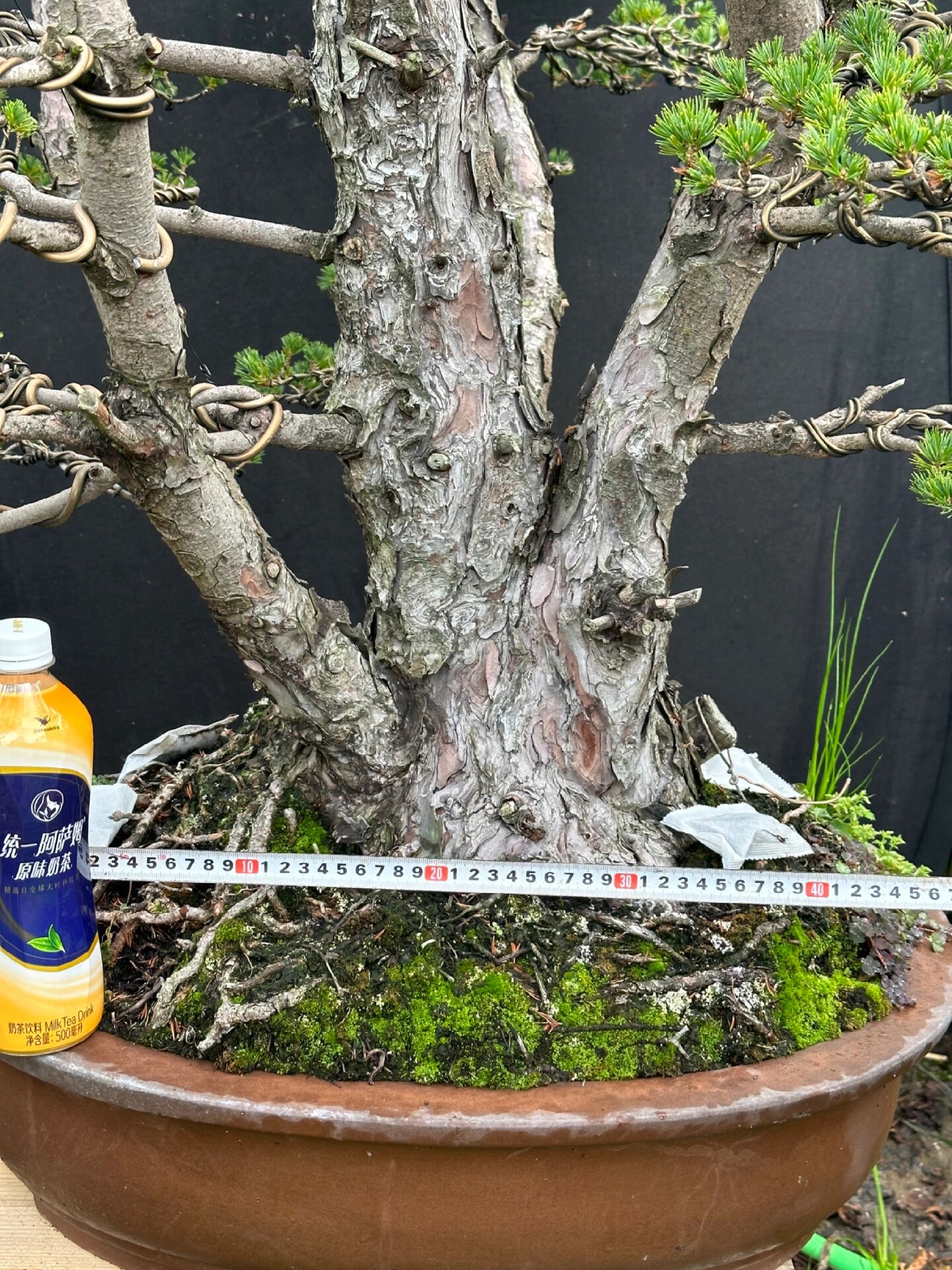 瑞祥五针松 #瑞祥五葉松# #瑞祥五葉松盆景# #五叶松# #日本进口盆景