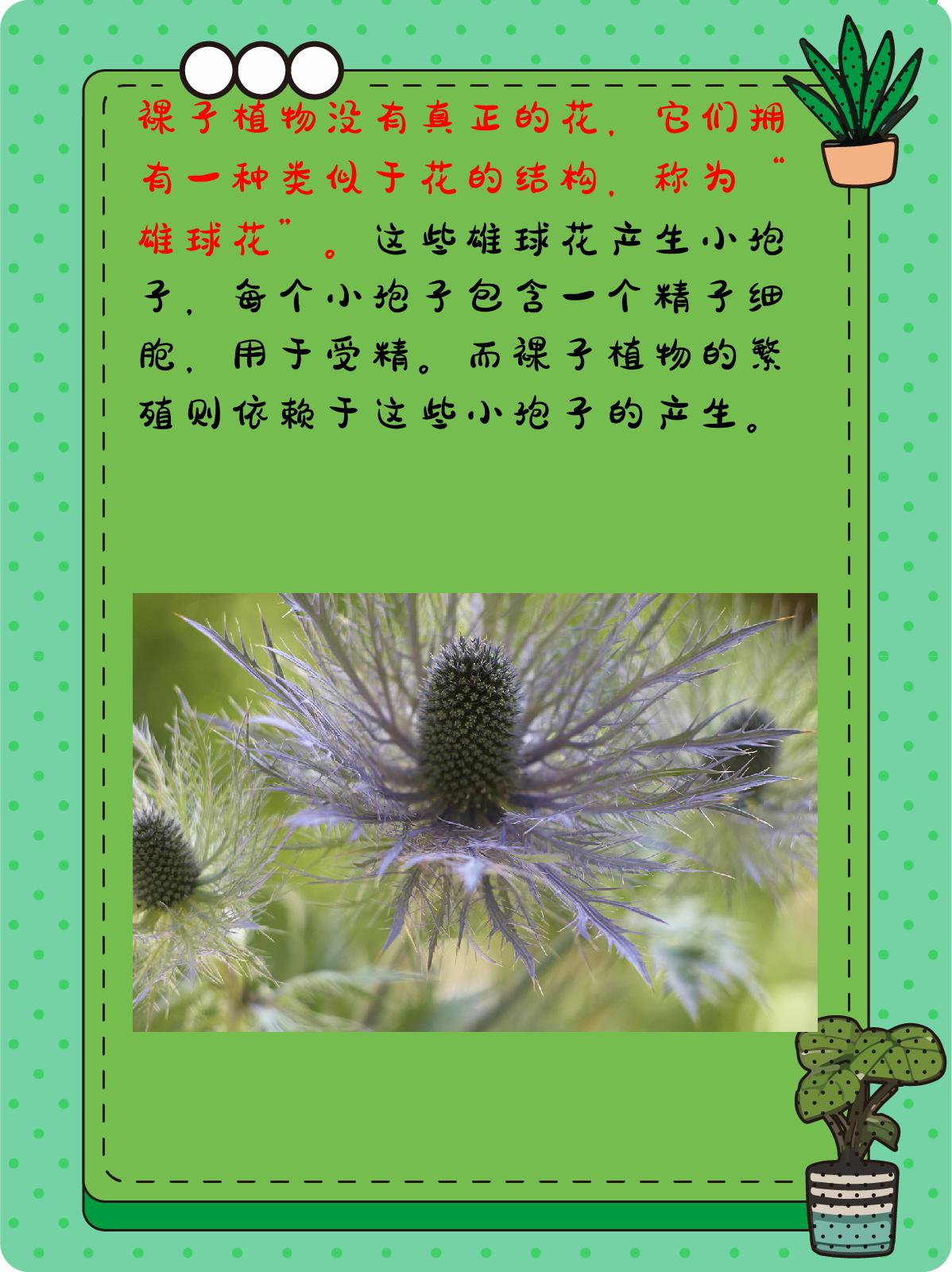 裸子植物有花和果实吗 1,裸子植物是没有花和果实的.
