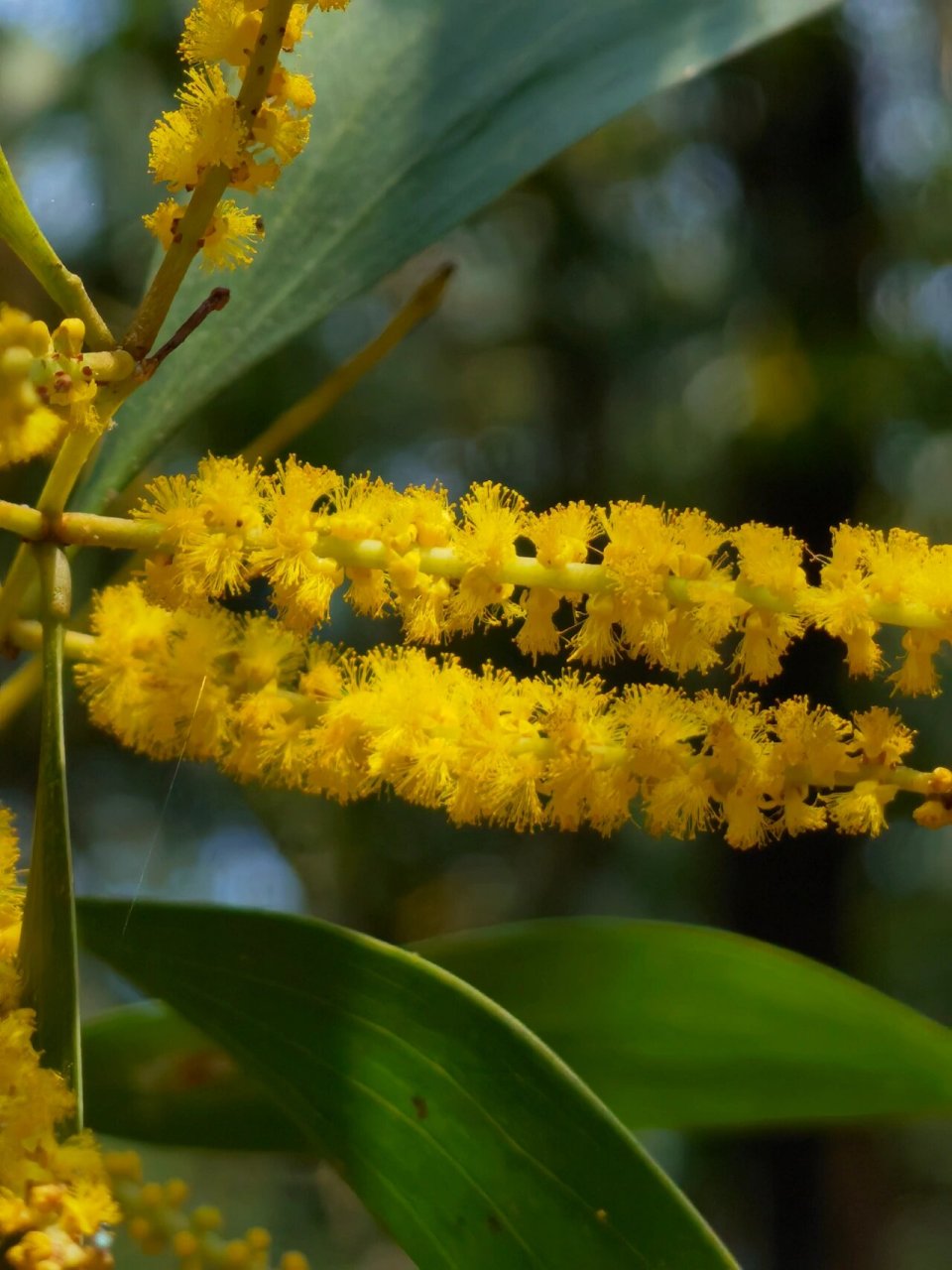 大叶相思 又名耳叶相思,耳荚相思,豆科金合欢属,见《华南植物园导赏