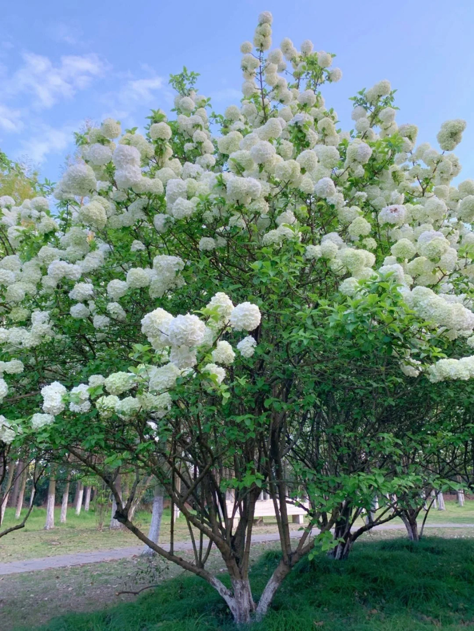 乔木绣球花期图片