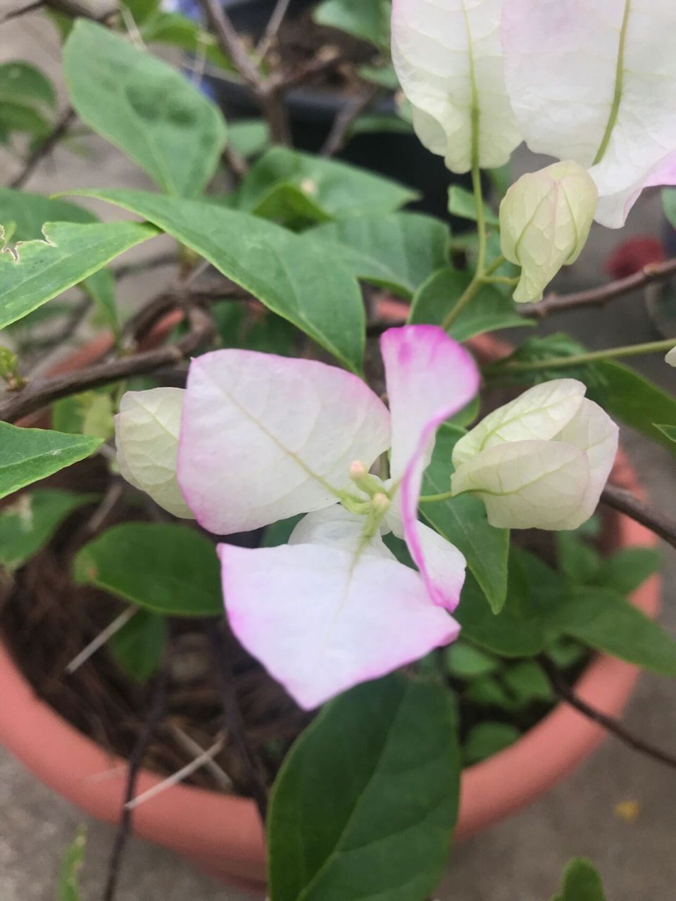 非常仙美又妩媚感的三角梅就是口红三角梅 先是仙气飘飘的粉白花色