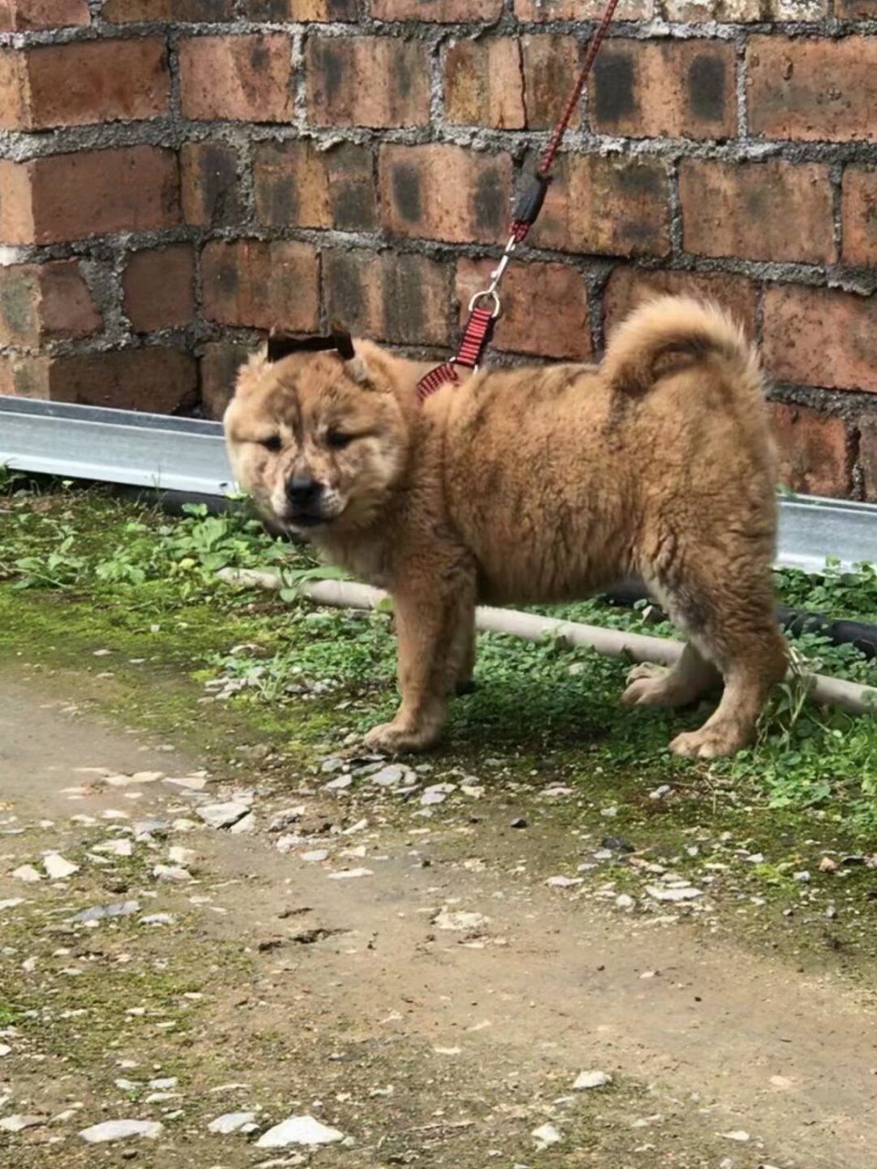 最可爱的中华田园犬 两个月的田园犬虎斑崽,最可爱的土狗子