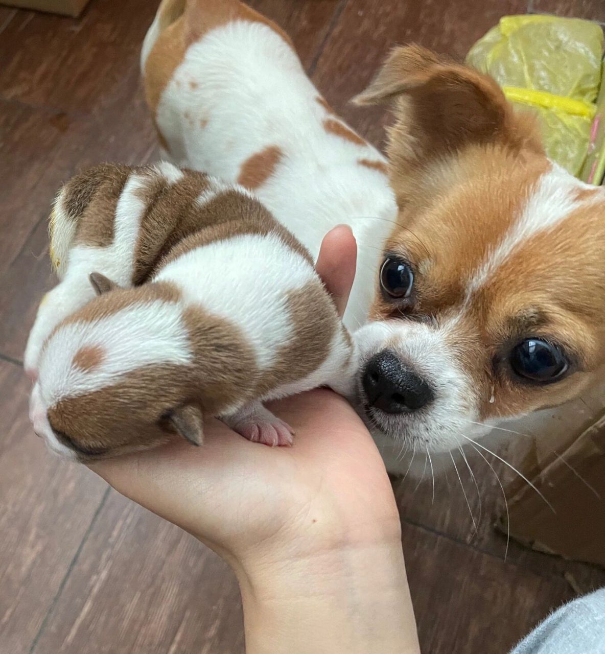 狗狗怀孕生产啦 小型犬一胎又生了六个狗宝 78我家狗狗叫niania