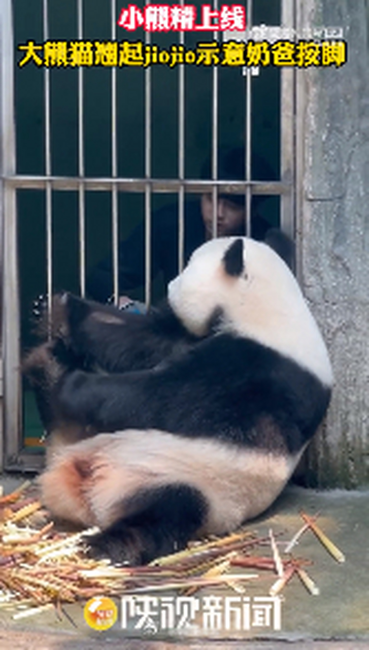 大熊猫"小白天"翘起jiojio,点头示意奶爸按脚,奶爸一边按还一边跟它"