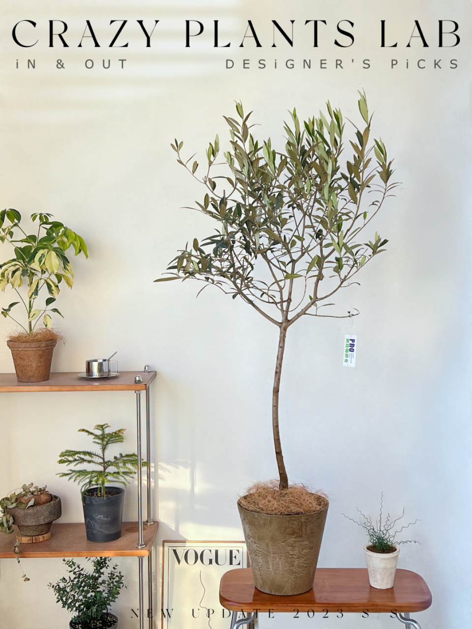 棒棒糖油橄榄树,简直是在我的审美线上蹦迪!