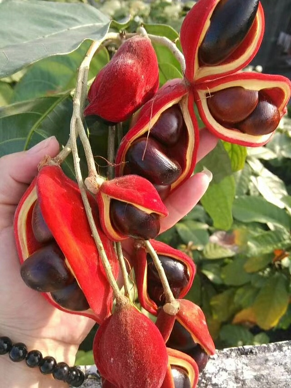 富贵子又称苹婆","凤眼果",在东莞通常叫:富贵子,广东地区的话一般珠