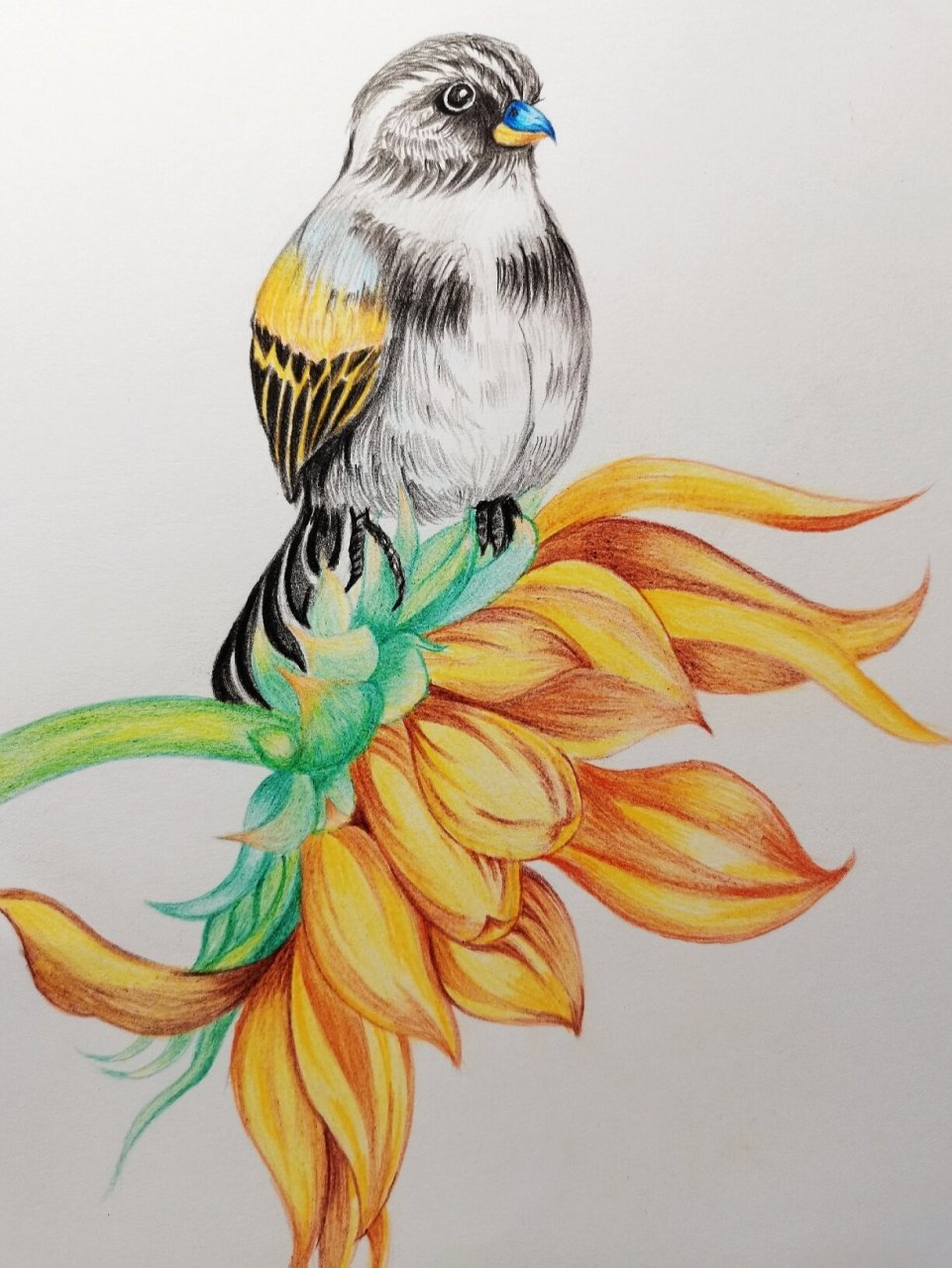 手绘彩铅插画鸟 鸟语花香 画的有点久 大概3个多小时