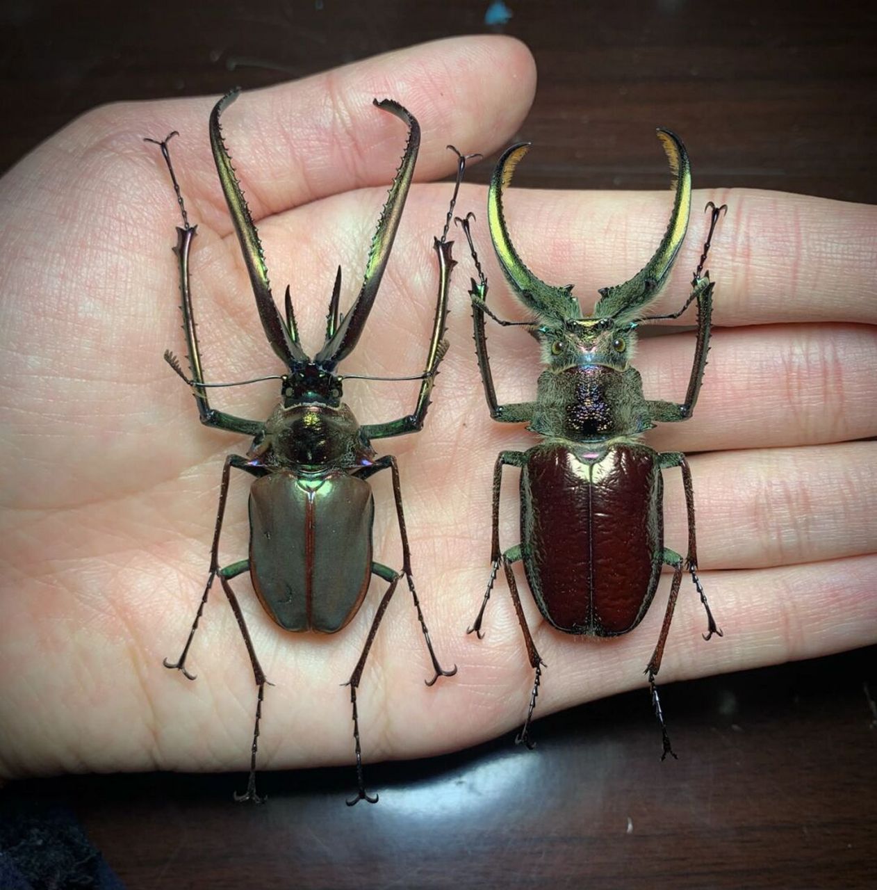 两种长牙锹甲的标本～ 智利长牙锹甲,由于达尔文在第二次搭乘贝格尔号