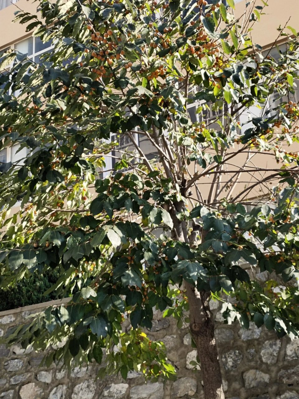 通过各位网友的分享分析,这个应该是:君迁子(diospyros lotus l.