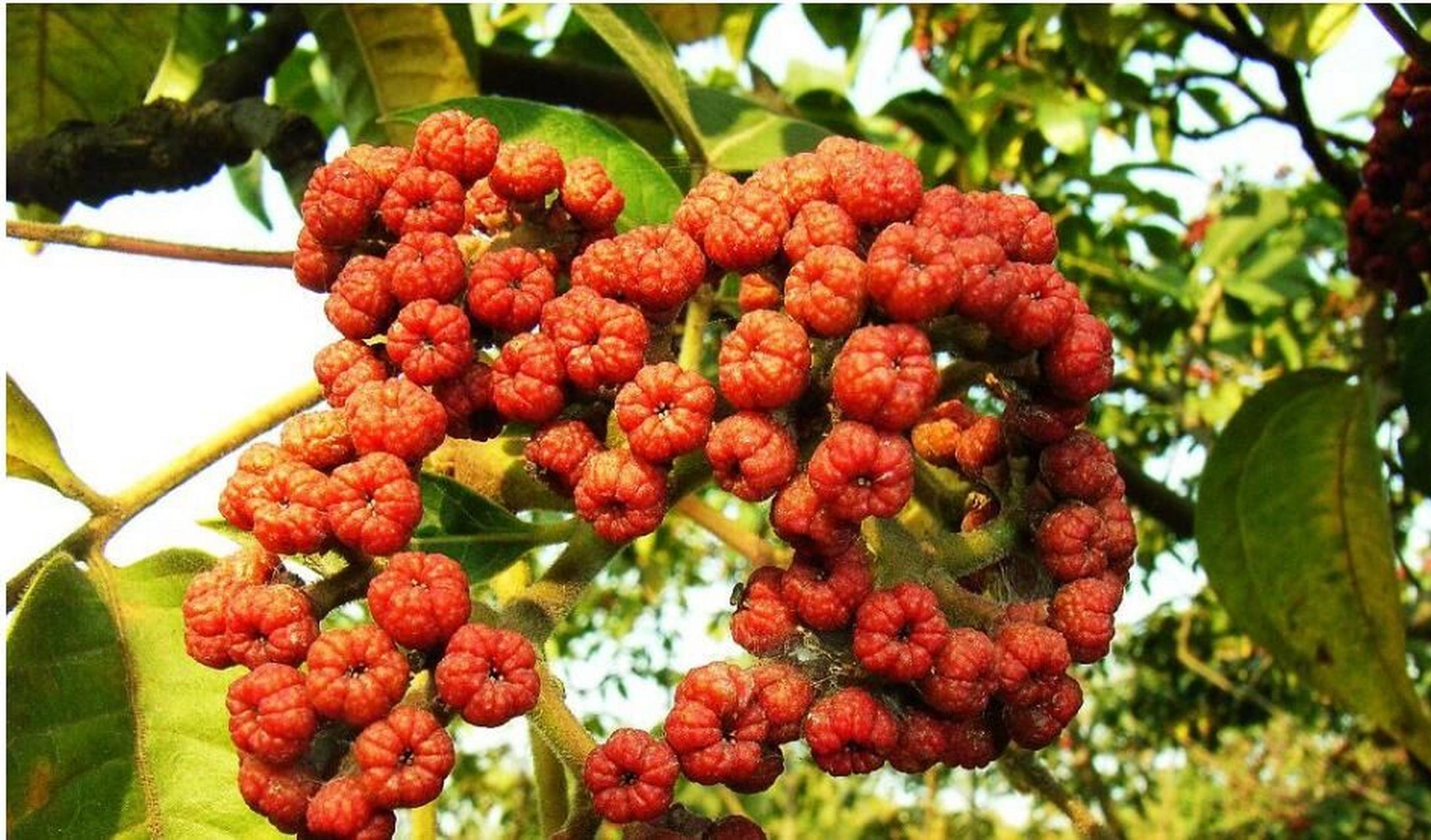 每日认识一味中药-吴茱萸 吴茱萸 别名吴萸,左力,曲药子,气辣子,漆