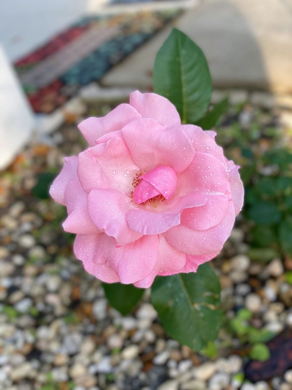 伊丽莎白女王 月季queen of elizabeth 初花, 花冠超大,超过十厘米了