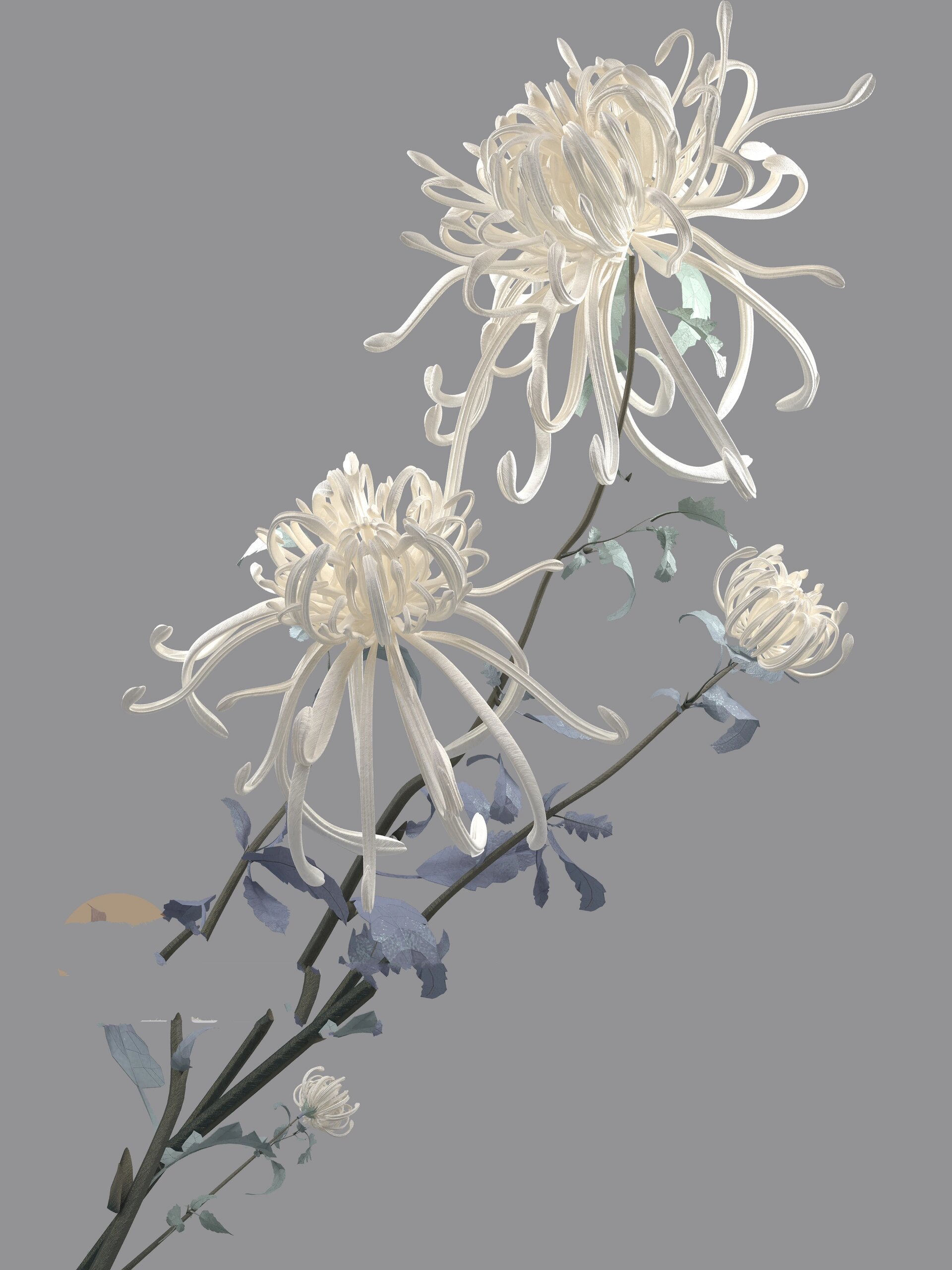 花系列·菊花,一朵白菊,高清免扣素材