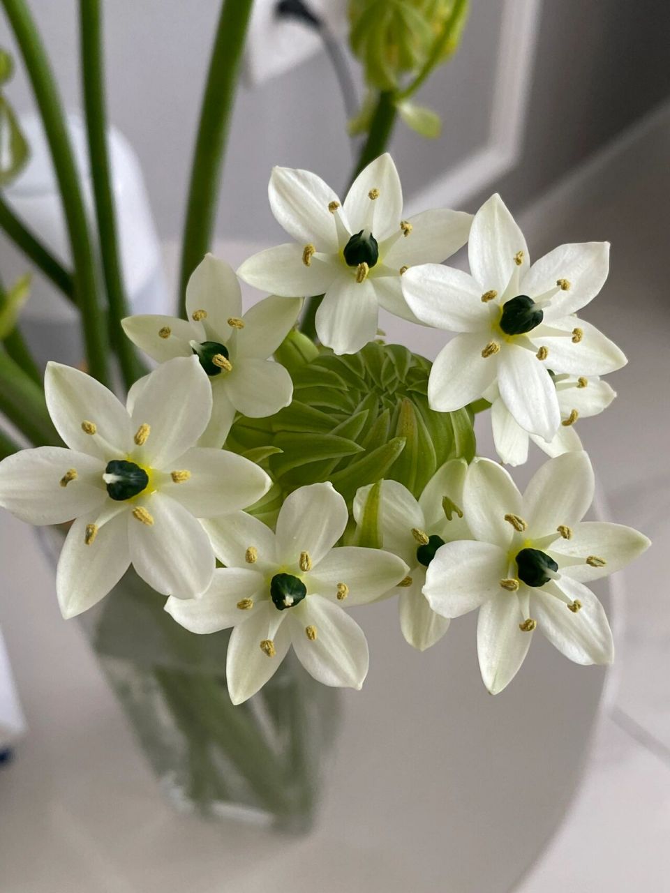 天鹅绒花 天鹅绒也叫伯利恒之星,花朵小巧别致,爆花后呈花球状,素雅又