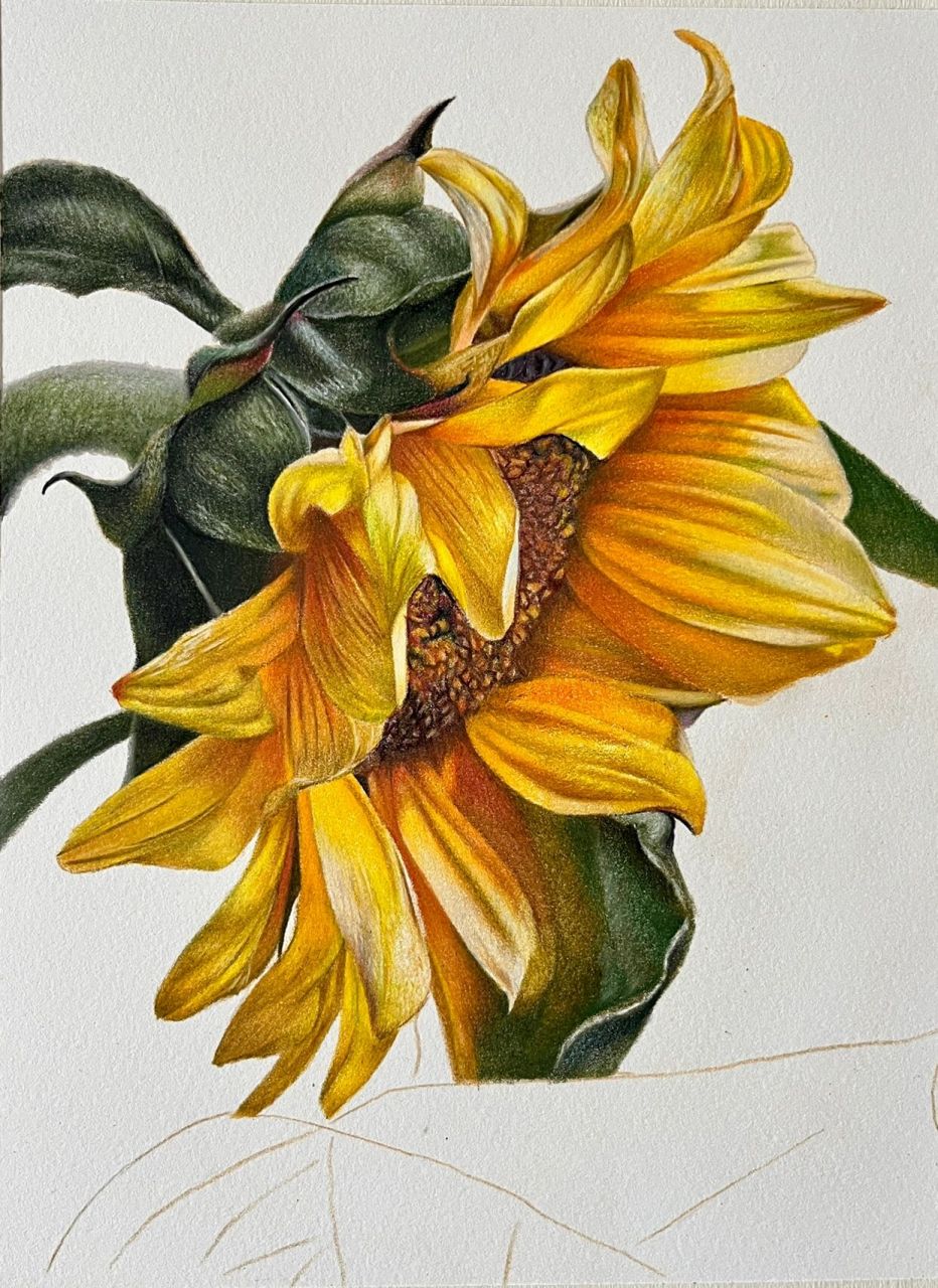 立秋了,送你一朵向日葵,祝你向阳而生彩铅画 彩铅画,向日葵,8月团练