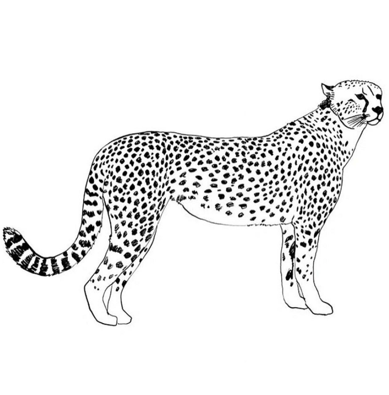 简笔画-动物简笔画-大象-山羊-豹子-狮子 有详细图哦 赶紧关注啦