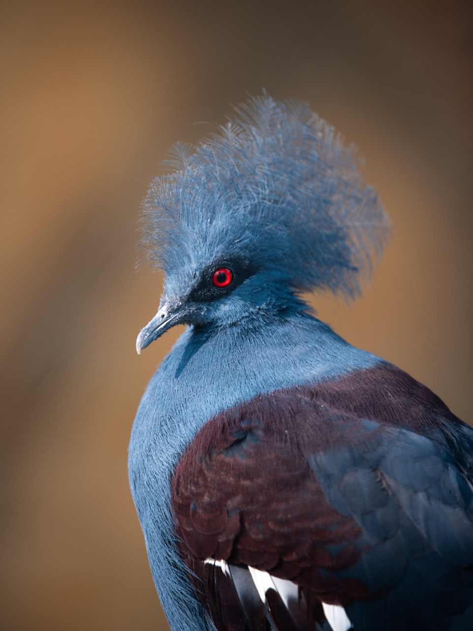 世界上最大的鸽子9415 蓝凤冠鸠--世界上最大的鸽子 蓝羽毛红眼睛