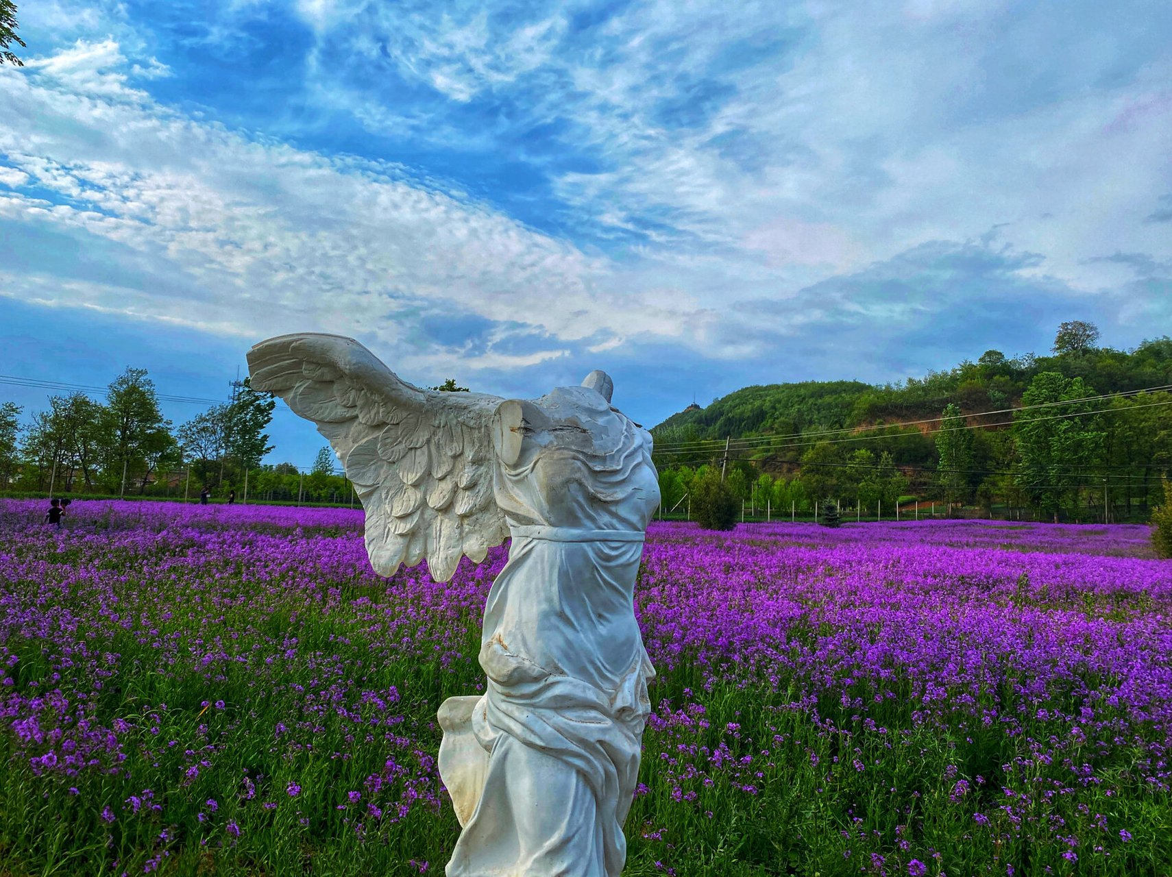 打卡宝鸡网红地/遇见花海 799791989196 最治愈人心的,便