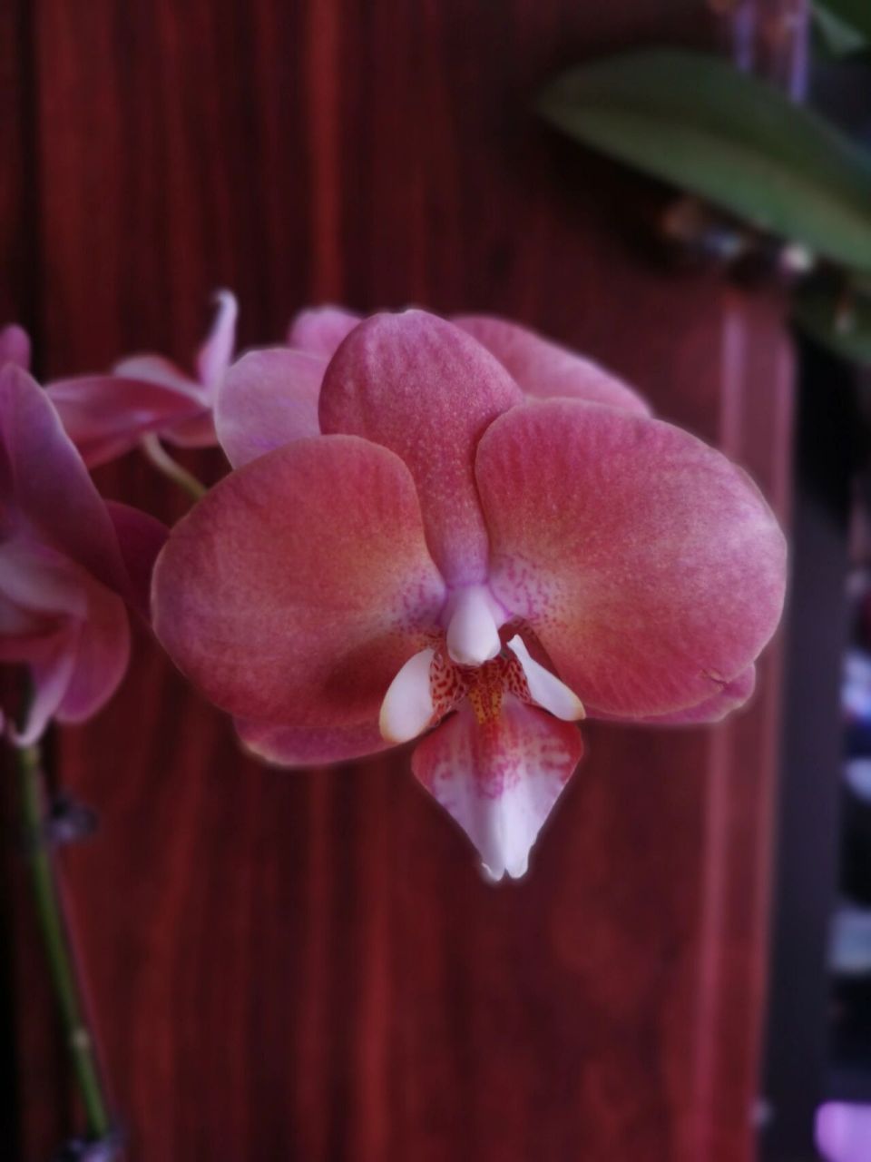 蝴蝶兰鲑鱼,你真的觉得美嘛?