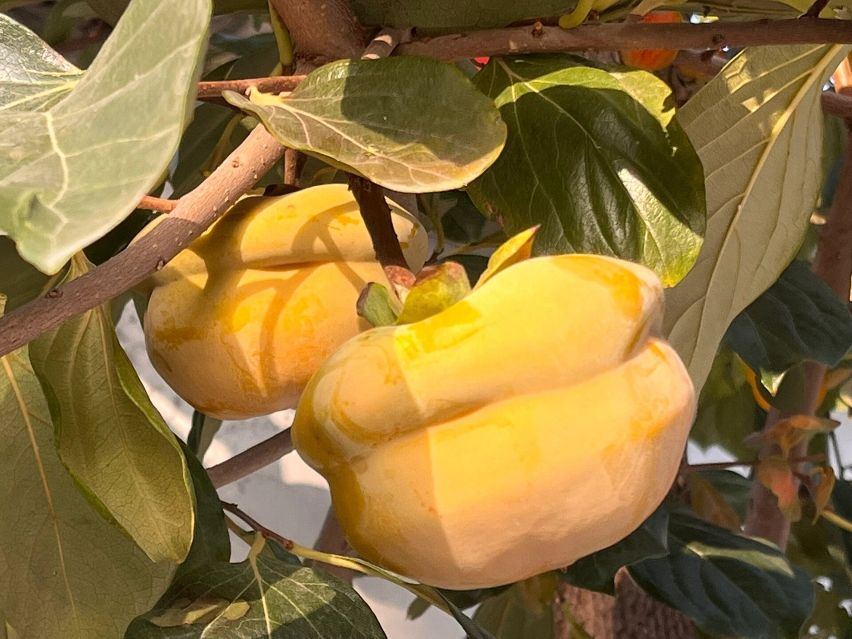 对就是房山张坊镇 磨盘柿子,今天我们开心农庄偶遇 野享玩!