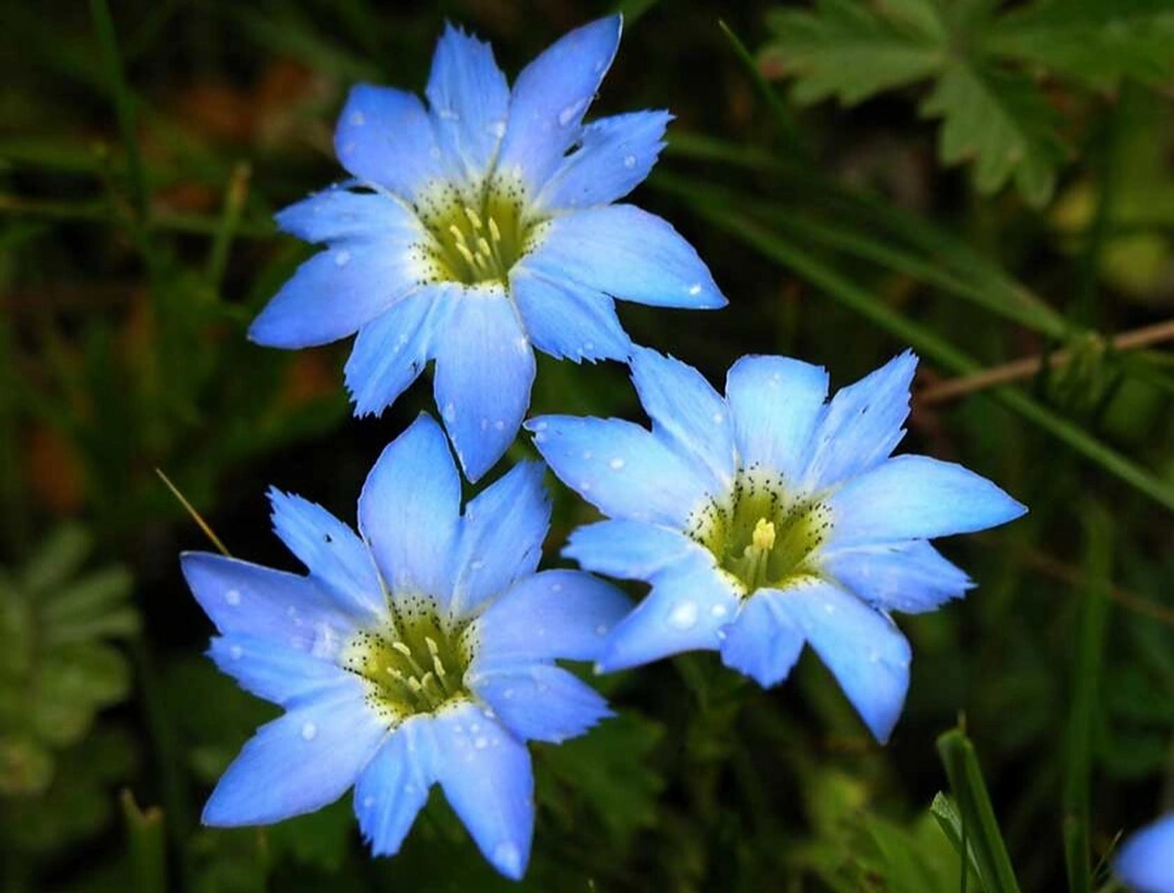 中国野菜图谱,每天介绍三种野菜之龙胆草 龙胆草	gentiana manshurica