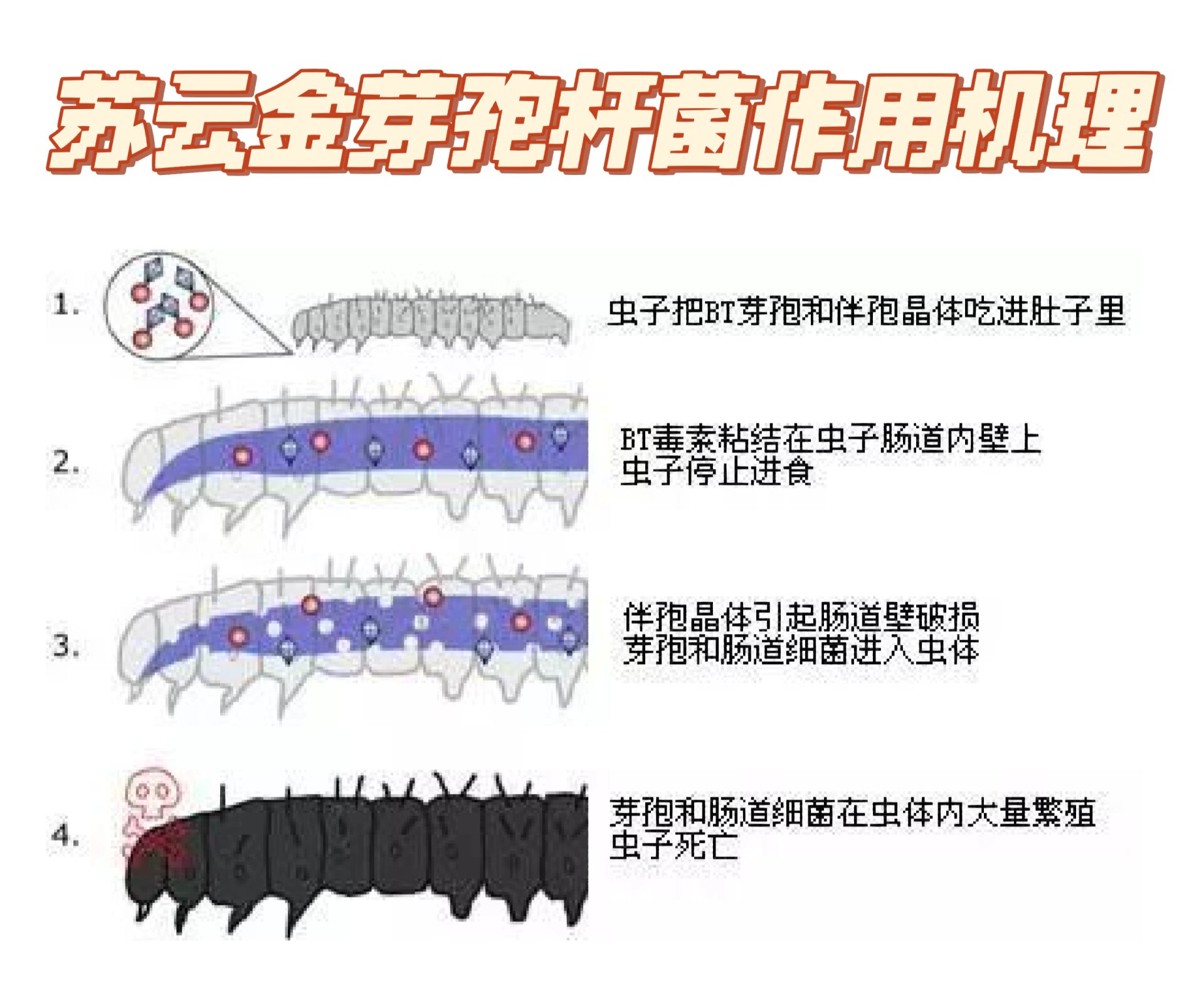 果蔬种植以菌治虫之苏云金芽孢杆菌小科普 751575157515